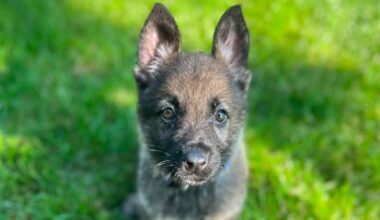 PHOTOS: New Brooklyn Heights police K-9 named after slain Euclid officer Jacob Derbin