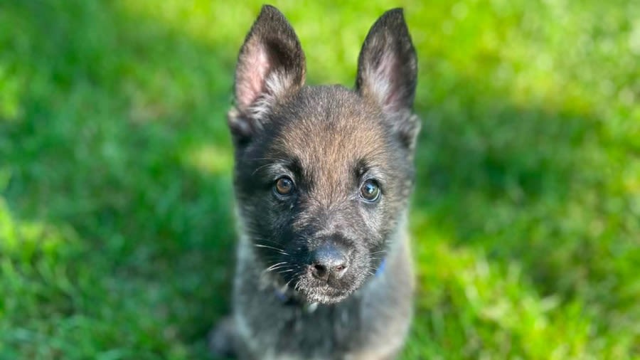 PHOTOS: New Brooklyn Heights police K-9 named after slain Euclid officer Jacob Derbin