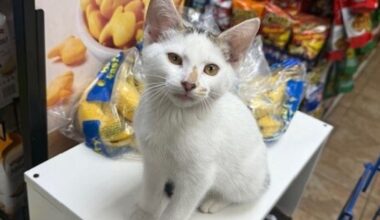 Park Slope rallies after video shows couple stealing Brooklyn bodega cat