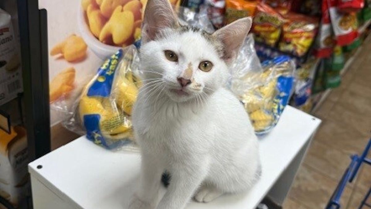 Park Slope rallies after video shows couple stealing Brooklyn bodega cat