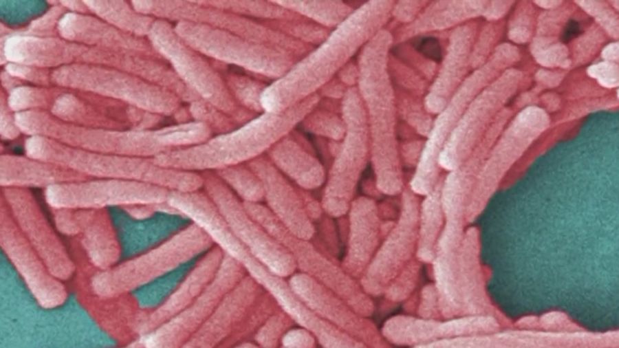 Second death in Bronx Legionnaires cluster: officials