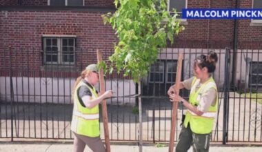 Major tree planting effort in New York City