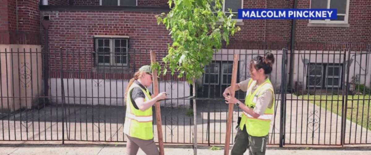 Major tree planting effort in New York City