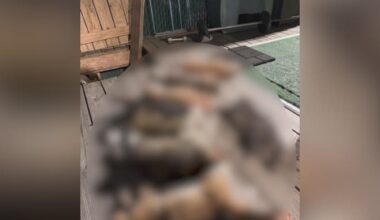 Multiple cats found dead in Brooklyn neighborhood