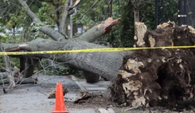NYCHA employee killed by falling tree in Brooklyn, officials say