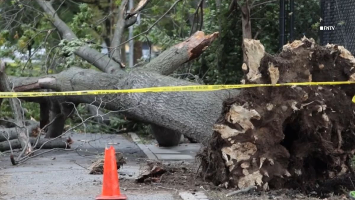 NYCHA employee killed by falling tree in Brooklyn, officials say