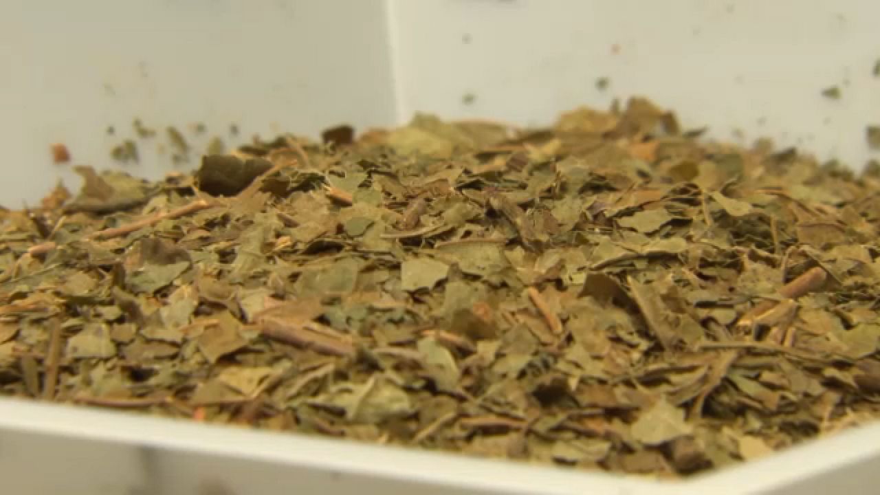 kratom