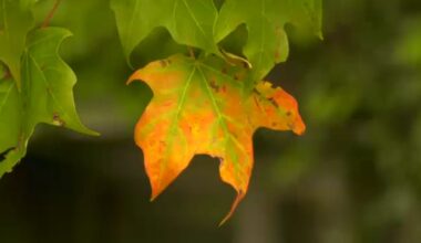 I Love NY fall foliage report launches for the season