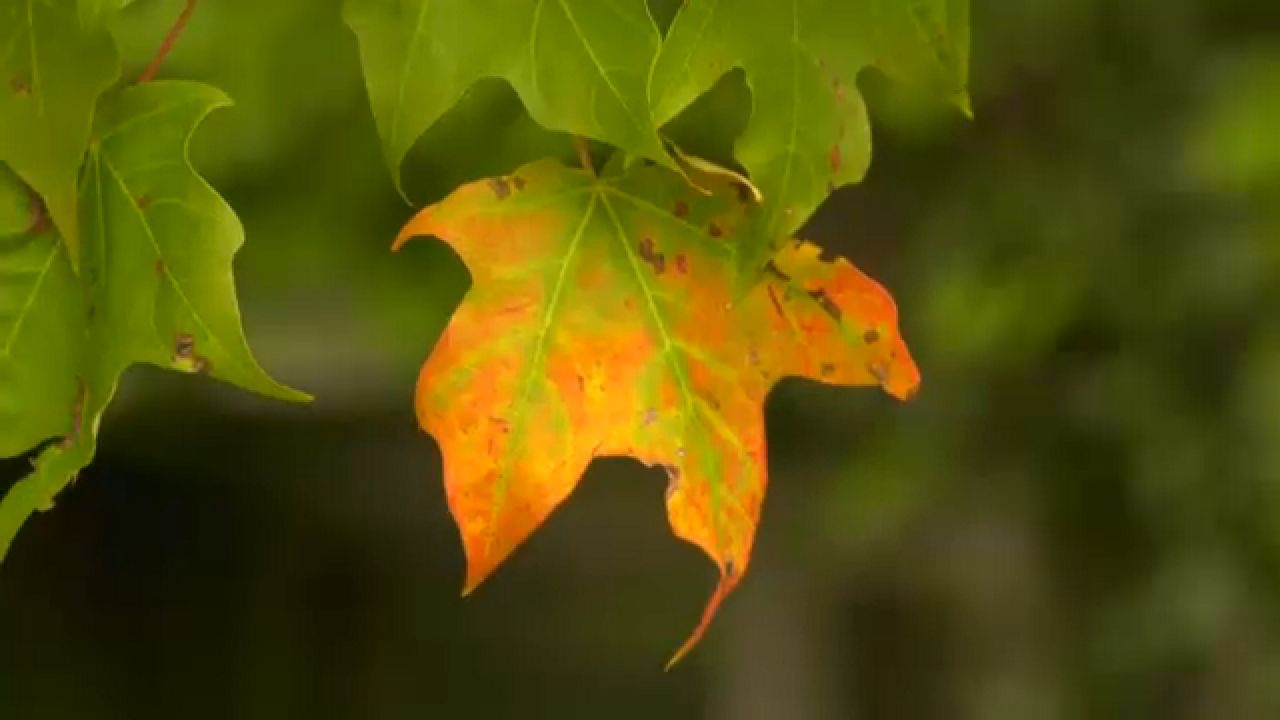 I Love NY fall foliage report launches for the season