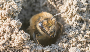 A 1.5-acre cemetery in upstate New York carries the pollinating force of more than 200 honeybee hives, because roughly 5.5 million solitary mining bees nest beneath its lawns — each female digging her own burrow, with no hive and no queen among them