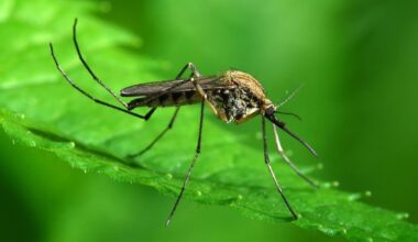 NYC To Spray Parts Of Manhattan For West Nile Virus