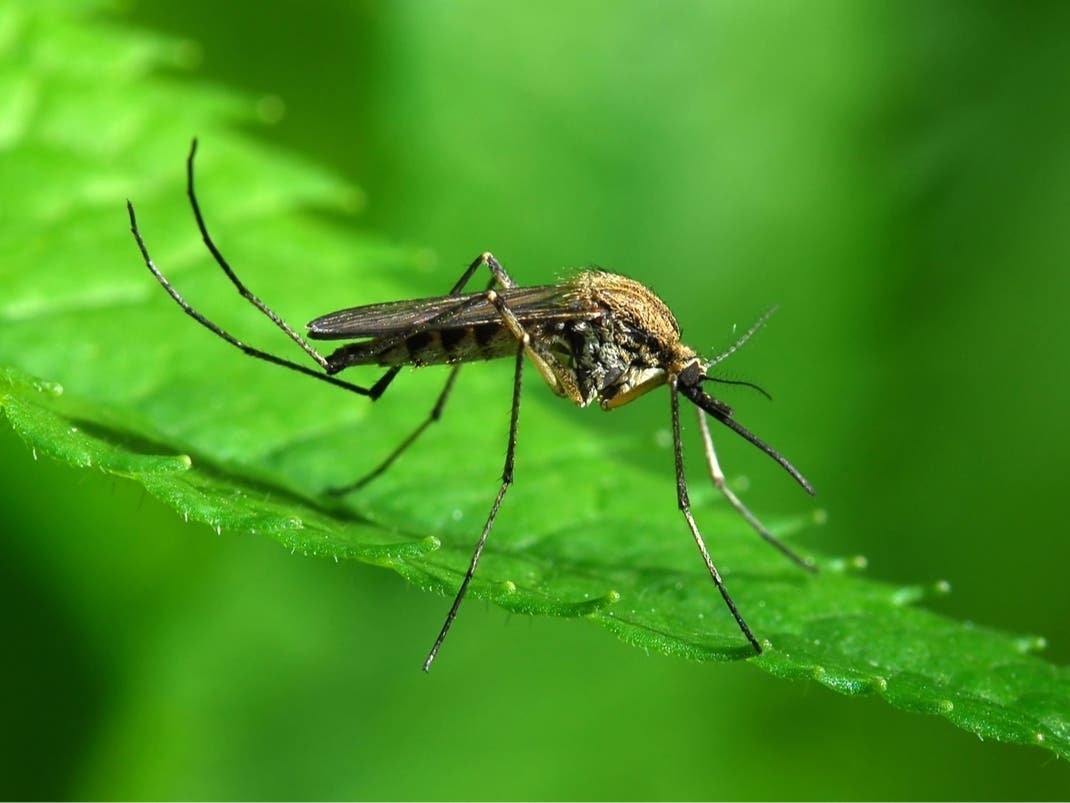 NYC To Spray Parts Of Manhattan For West Nile Virus