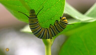 Nature: Monarch caterpillars in New York
