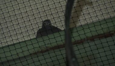 Underpass netting to deter pigeons is putting birds at risk, New York wildlife advocates say