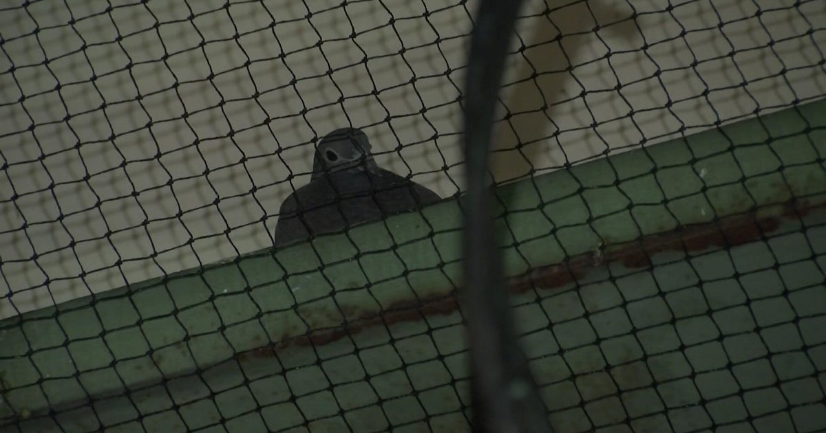Underpass netting to deter pigeons is putting birds at risk, New York wildlife advocates say