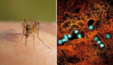 Cases of West Nile virus soar in NYC, surpassing total number in 2025