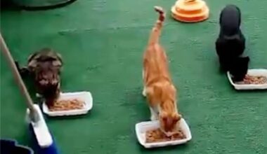 18 cats, racoons poisioned by Brooklyn feline-hating 'coward'