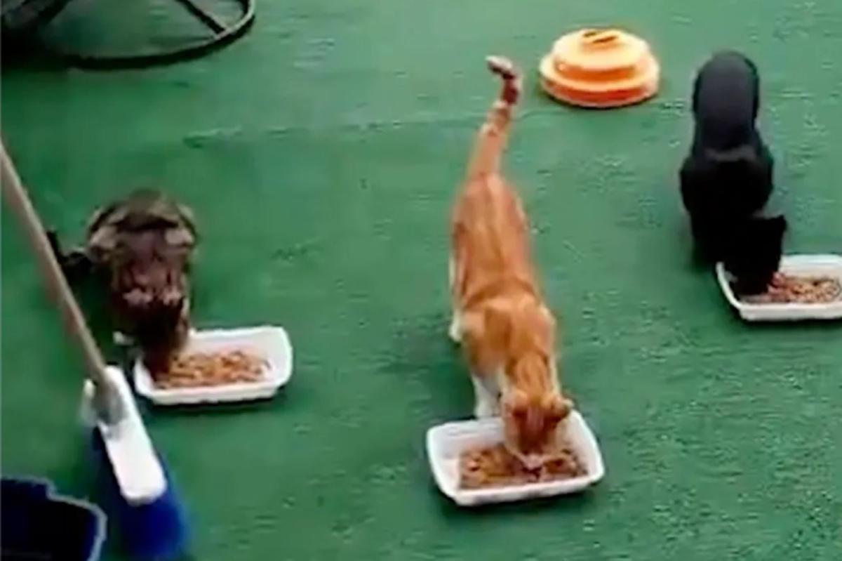 18 cats, racoons poisioned by Brooklyn feline-hating 'coward'