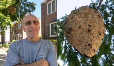 NYC Parks Dept. refuses to remove hornets' nest in Queens, tells residents to pay out of their own pockets
