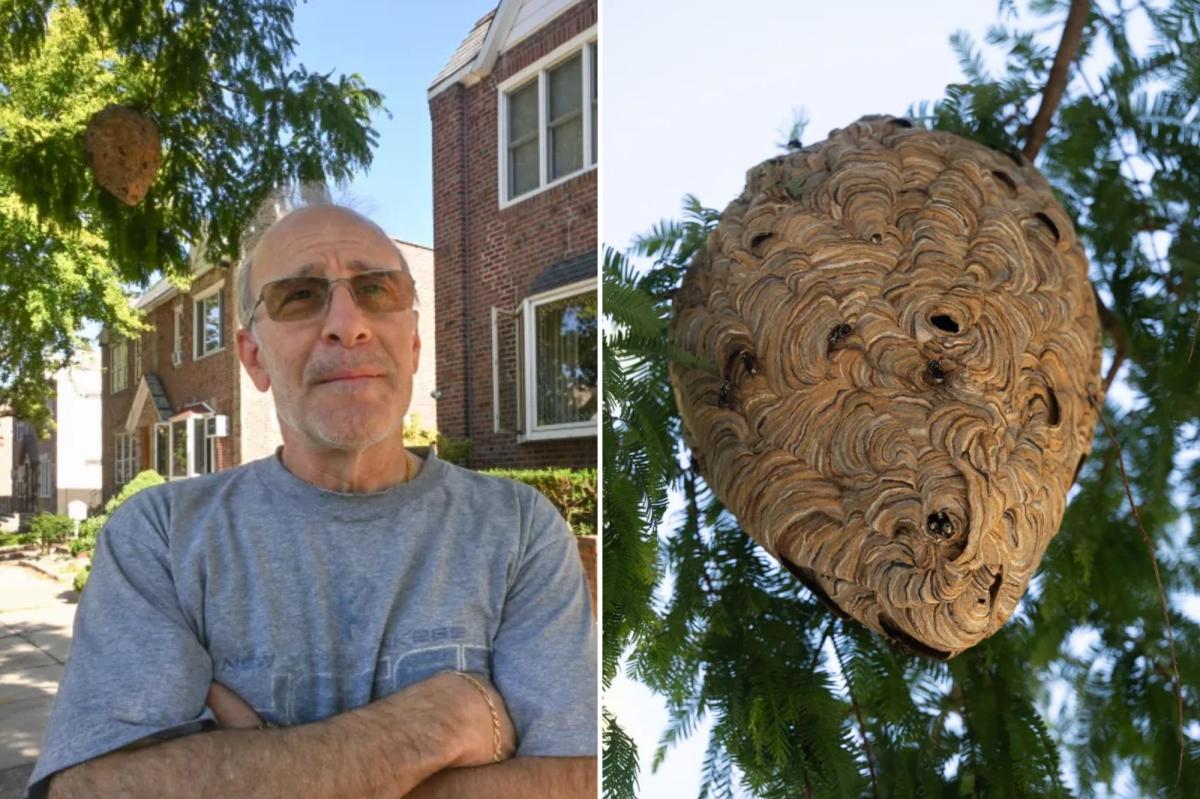 NYC Parks Dept. refuses to remove hornets' nest in Queens, tells residents to pay out of their own pockets