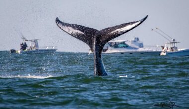 As whale sightings surge off NYC coast, Hochul signs whale safety law • Brooklyn Paper
