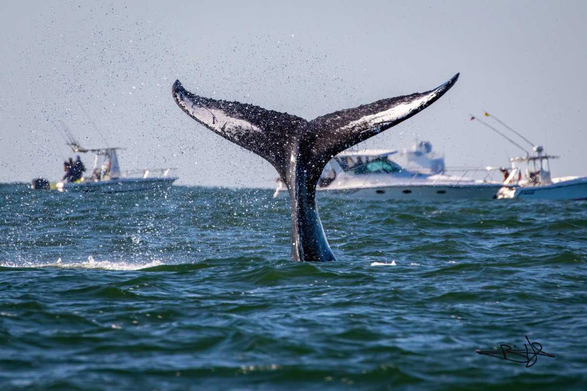 As whale sightings surge off NYC coast, Hochul signs whale safety law • Brooklyn Paper