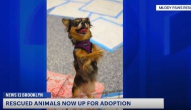 News 12 | Brooklyn | Dogs Rescued From Ocean Hill Apartment Available For Adoption