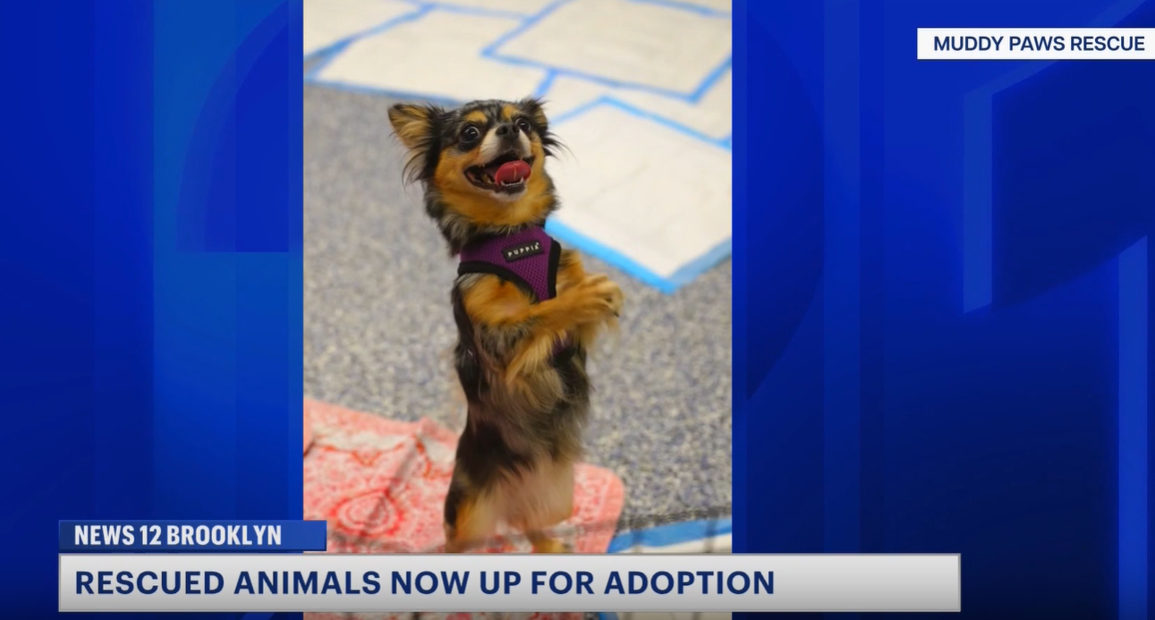 News 12 | Brooklyn | Dogs Rescued From Ocean Hill Apartment Available For Adoption