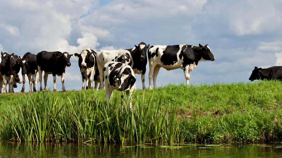 Beef Experts Convene In Manhattan To Address Industry Changes