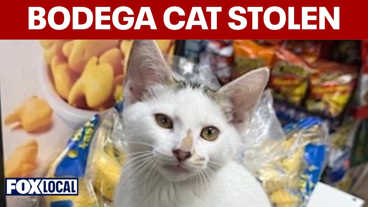 Park Slope rallies after video shows couple stealing Brooklyn bodega cat