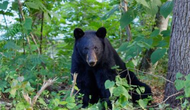Black Bears Spotted Wandering Around New York State