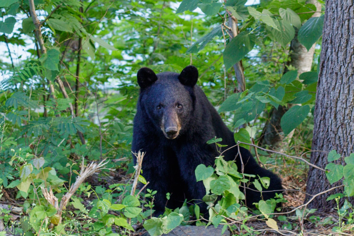 Black Bears Spotted Wandering Around New York State