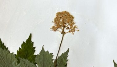 Cornell researchers confirm new flower species in N.Y.