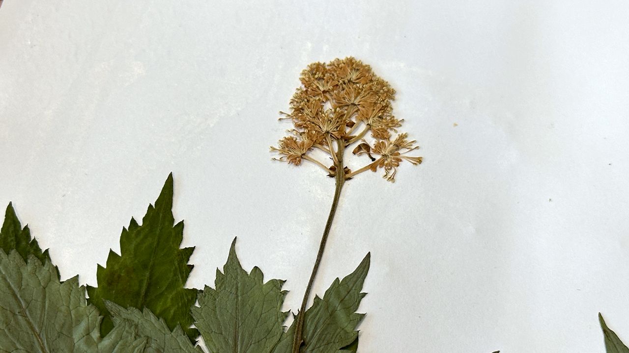 Cornell researchers confirm new flower species in N.Y.