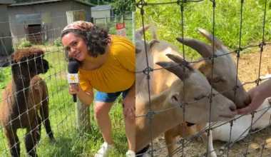 NYC’s oldest active farm is hidden right in the five boroughs — a 330-year-old historic oasis with alpacas, a 3-acre corn maze, and free entry