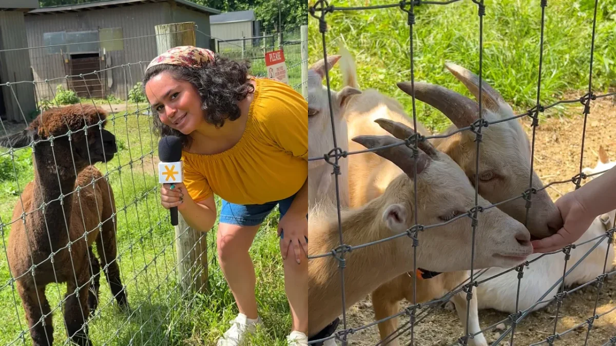 NYC’s oldest active farm is hidden right in the five boroughs — a 330-year-old historic oasis with alpacas, a 3-acre corn maze, and free entry