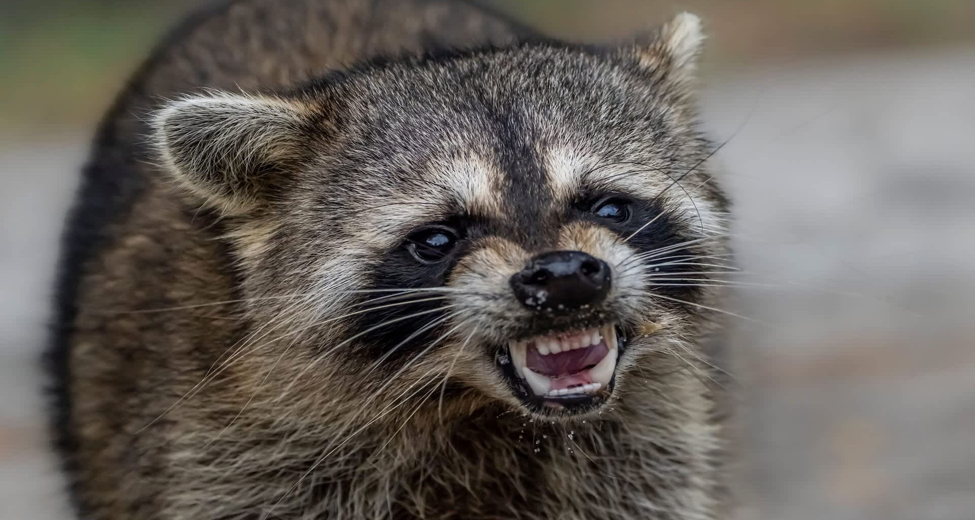 A raccoon showing its teeth and growling.