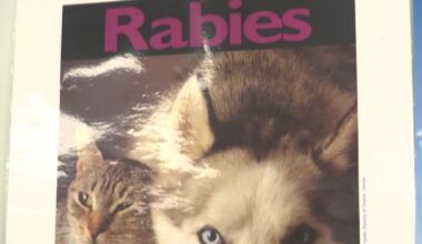 A rabies poster