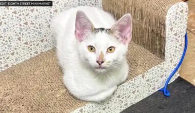 Surveillance video shows couple taking Brooklyn bodega cat