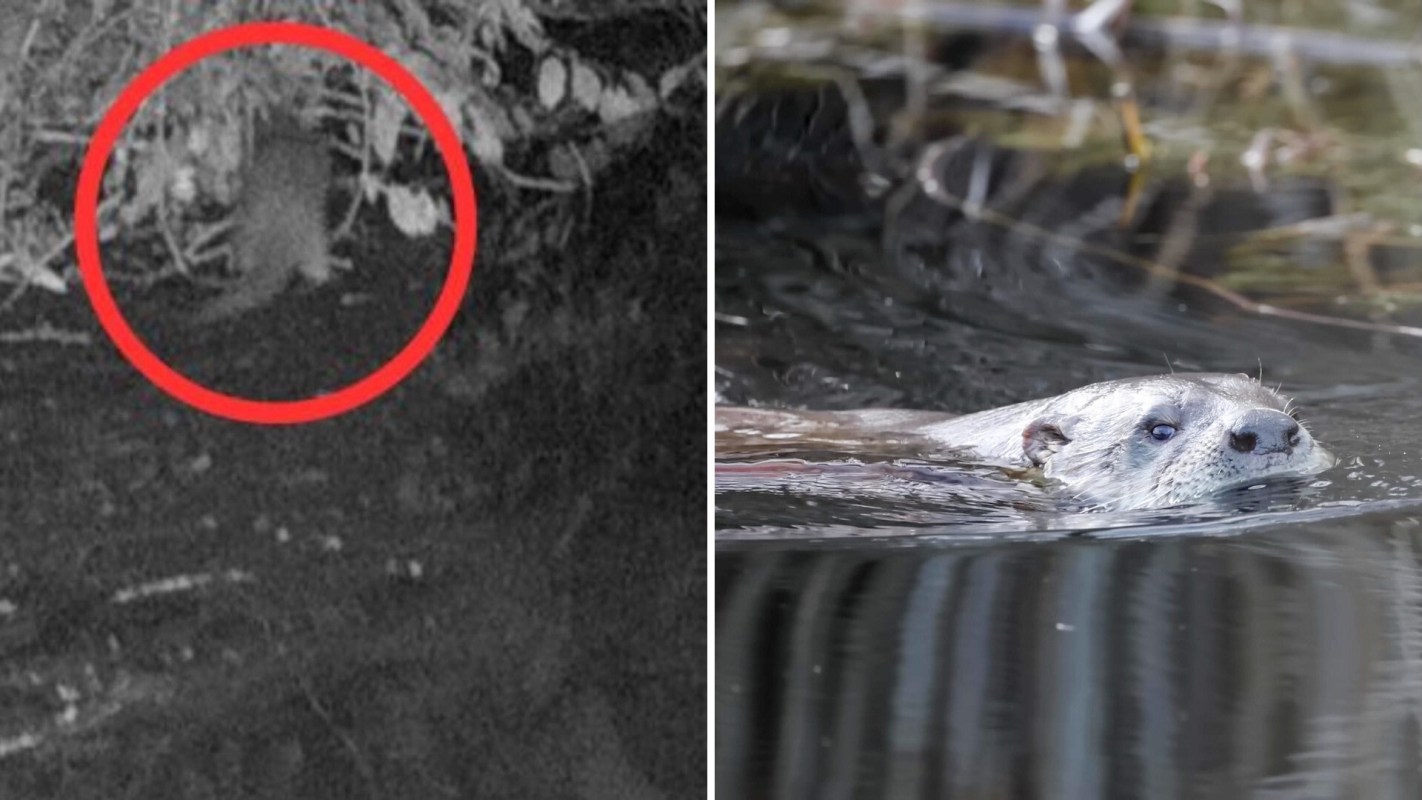 A river otter partially hidden in bushes and another otter swimming in clear water.