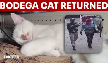 Stolen Brooklyn bodega cat safely returned to Park Slope market