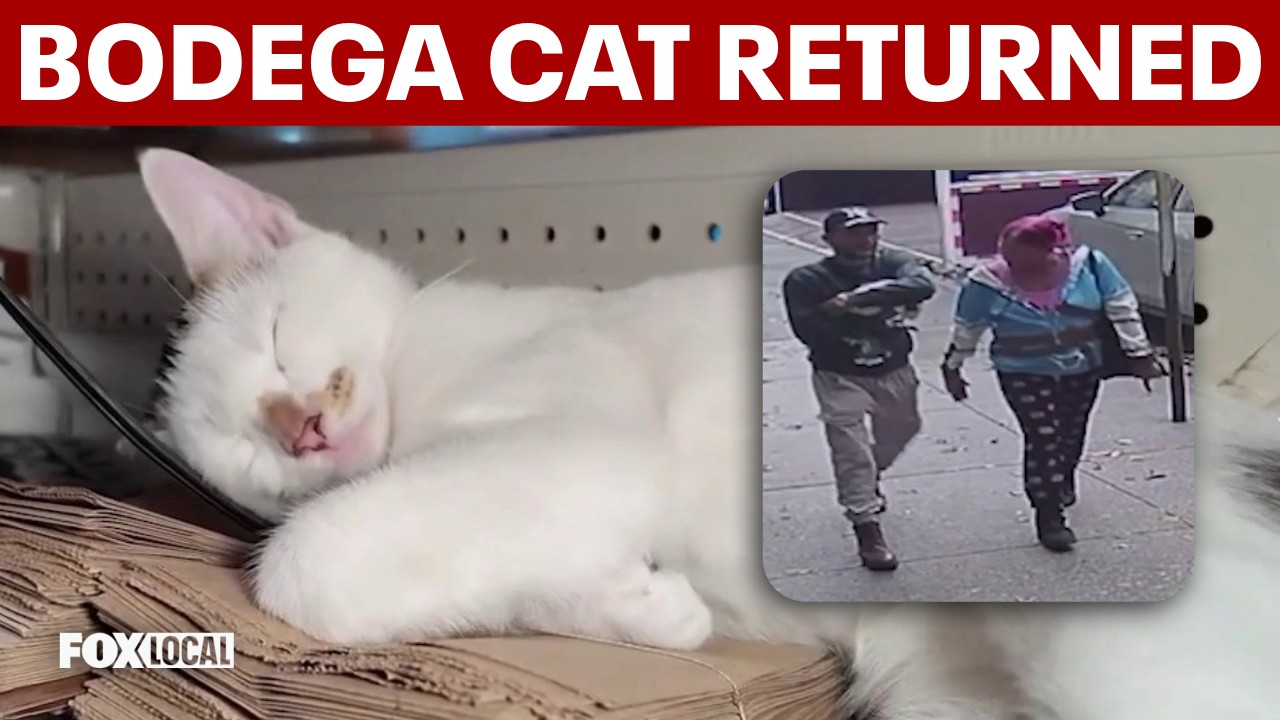 Stolen Brooklyn bodega cat safely returned to Park Slope market