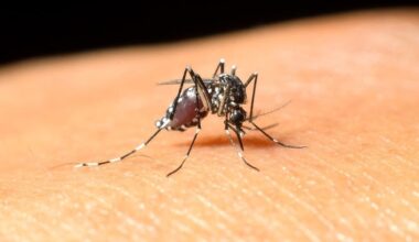 NYC To Conduct Overnight Mosquito Control Treatments Next Week