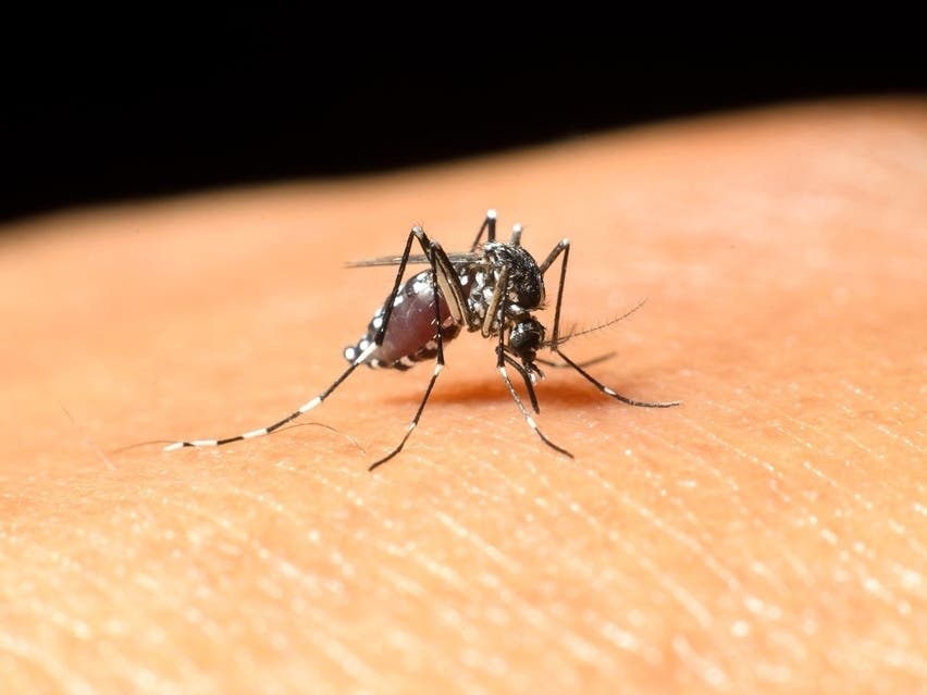 NYC To Conduct Overnight Mosquito Control Treatments Next Week