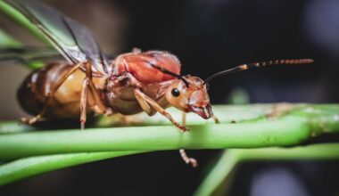 10 Bizarre Queen Ant Dramas That Belong in a Soap Opera