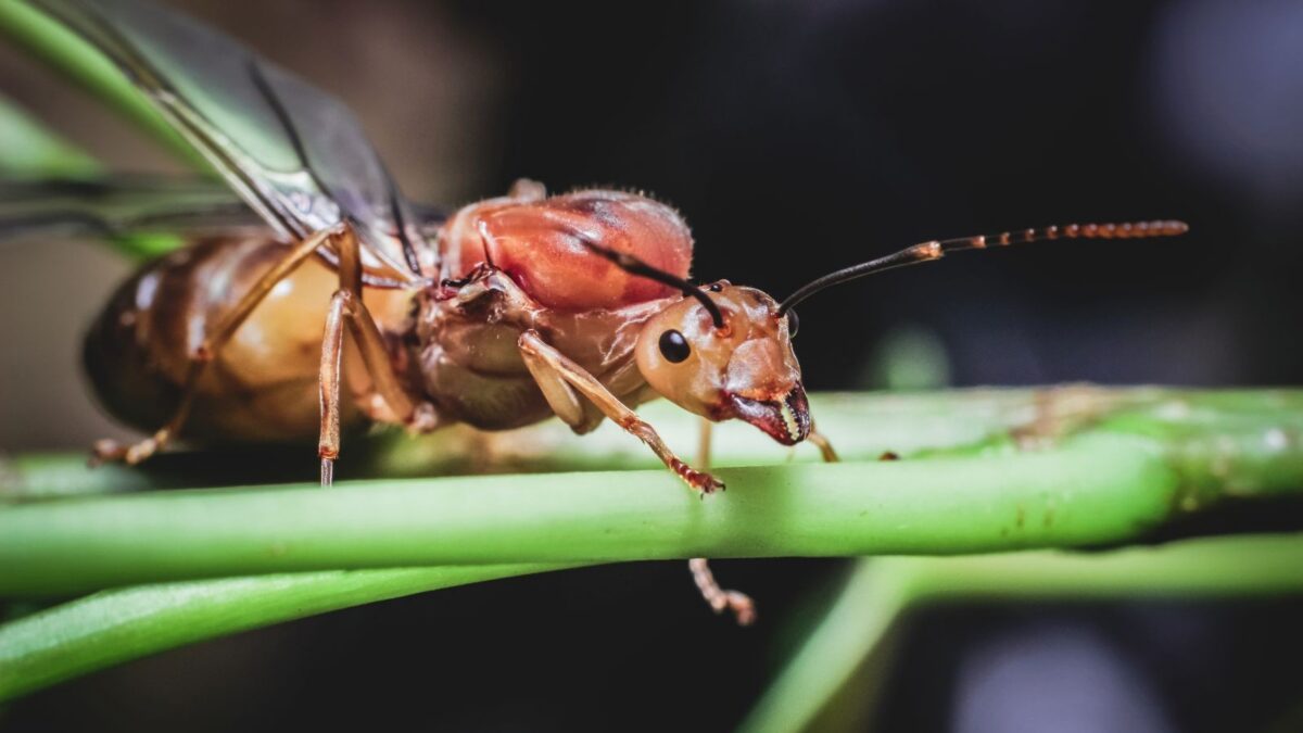 10 Bizarre Queen Ant Dramas That Belong in a Soap Opera