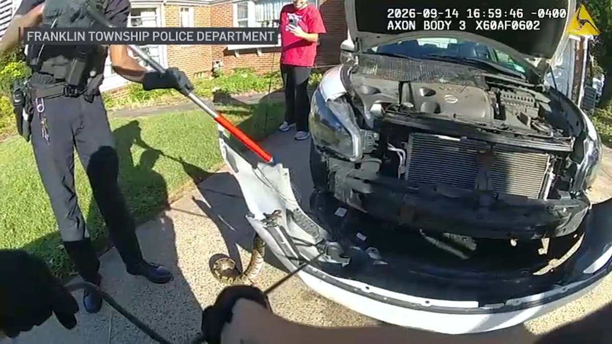 Video shows snake hauled from car grille in New Jersey – NBC New York