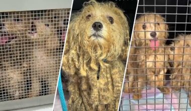 16 small dogs found abandoned, in need of care in Newark home – NBC New York