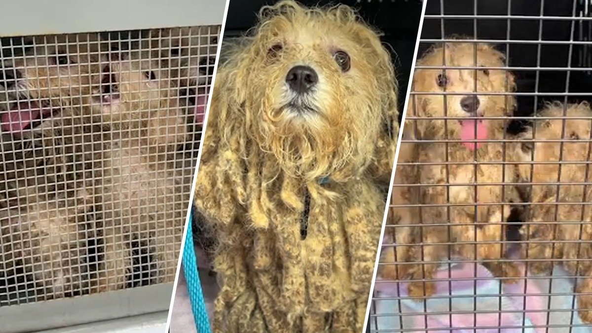 16 small dogs found abandoned, in need of care in Newark home – NBC New York
