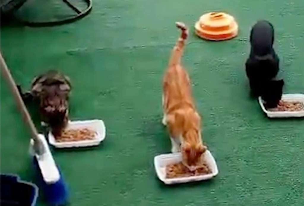 Surviving cats from a colony are seen in Brooklyn in this undated video grab.